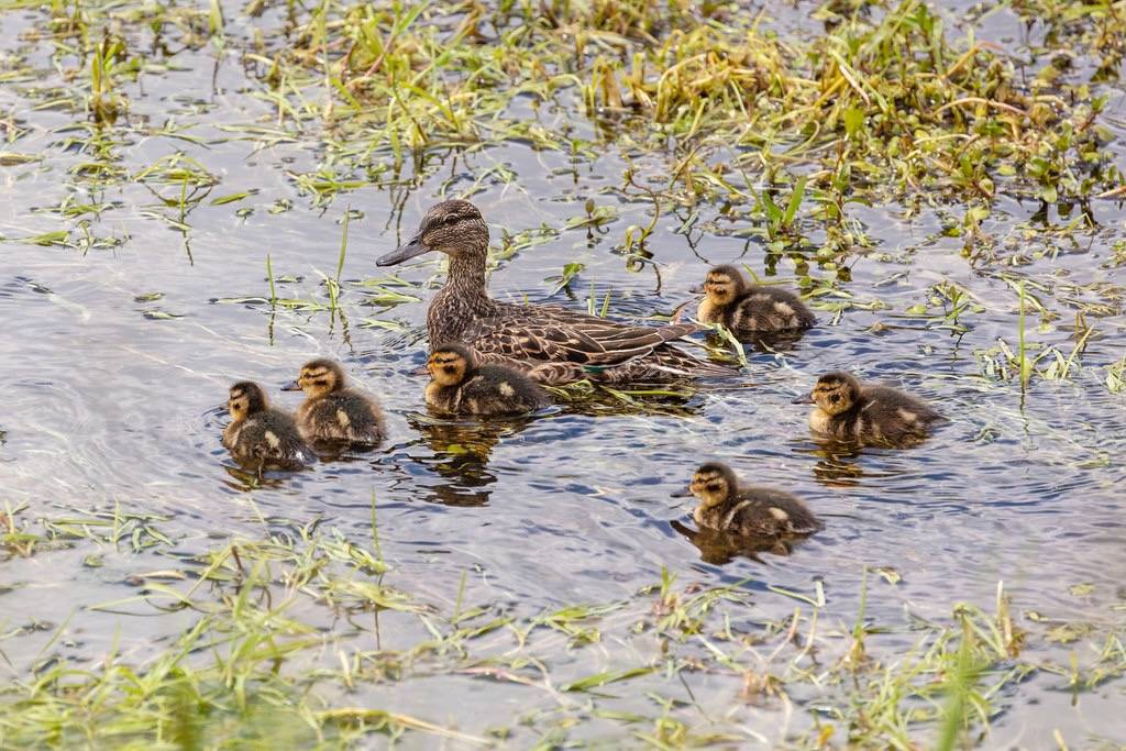 Female green-winged teal and ducklings by Jacob W. Frank/YellowstoneNPS is marked with Public Domain Mark 1.0.